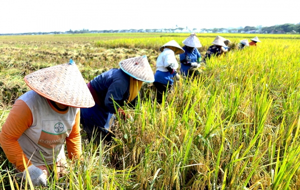 BPS mencatat luas panen dan produksi padi di Aceh sepanjang Januari hingga Desember 2022 menurun