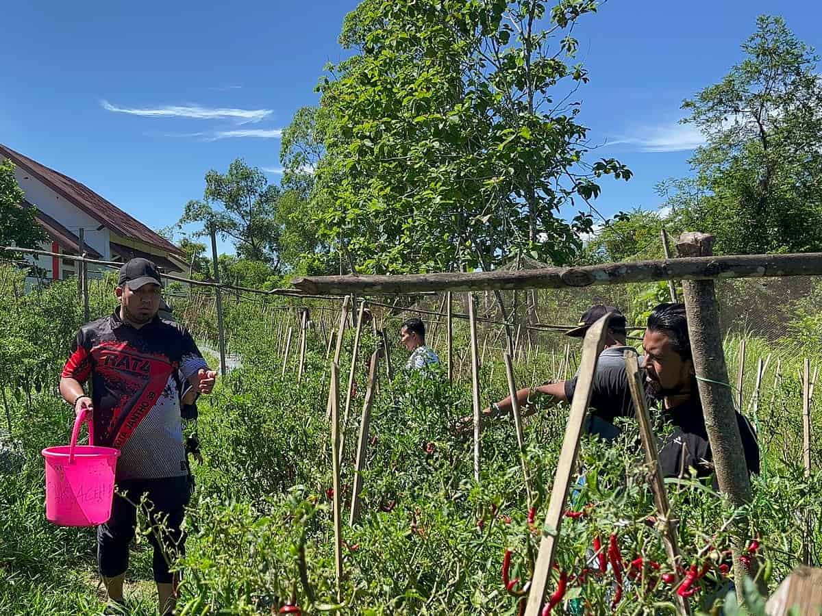 Pj Bupati Aceh Besar Muhammad Iswanto bersama Kadisnakertrans M Rusli melakukan panen cabai merah di pekarangan kantor Disnakertrans Aceh Besar, Jantho, Jum'at pagi (2/6)