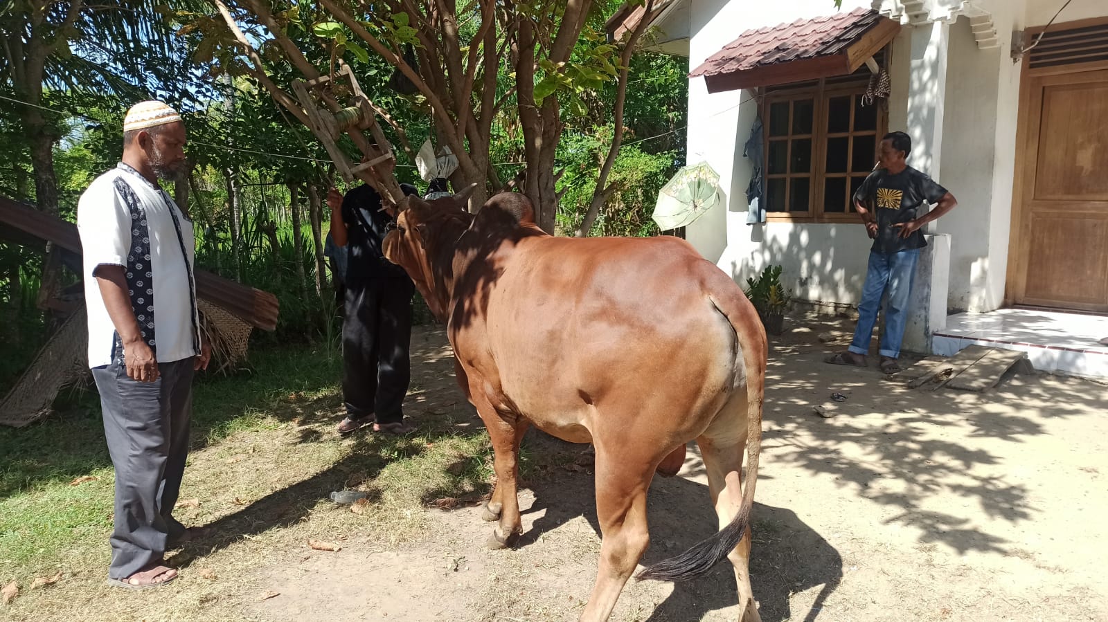 Ketua Panitia Pelaksana Qurban Dewan Dakwah Aceh, Tgk Suwardi Isiem meninjau hewan qurban di Kecamatan Baitusasalam, Aceh Besar