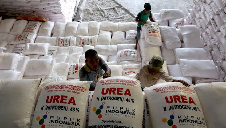 Kabupaten Aceh Besar mendapatkan tambahan 10.800 ton pupuk subsidi tahun 2023 yang sebelumnya tahun 2022 hanya mendapat 6.250 ton pupuk subsidi untuk komoditi padi dan jagung