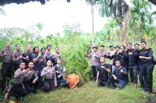 Polres Aceh Utara melakukan pemusnahan puluhan ribu tanaman ganja di ladang seluas 5 hektar berlokasi di perbukitan Gampong Sawang Kecamatan Sawang, Aceh Utara, Jum'at (6/10)
