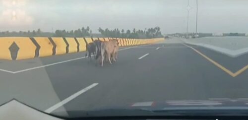 Kawanan sapi berkeliaran dan masuk di jalan Tol Sibanceh tampak diusir oleh Polantas Polda Aceh. (Foto: Dok. Ditlantas Polda Aceh)