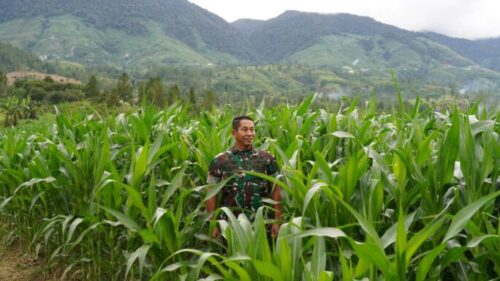 Pangdam IM Mayjen TNI Novi Helmy Prasetya mengunjungi lahan jagung program I’M Jagong milik Kodim 0113/Gayo Lues