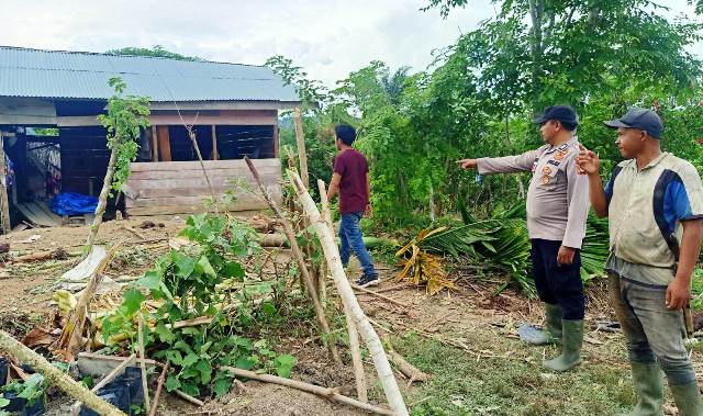Kawanan gajah liar diperkirakan berjumlah puluhan merusak rumah dan kebun warga di Dusun Karta Raharja, Desa Sri Mulya, Kecamatan Peunaron, Aceh Timur. Foto: Istimewa
