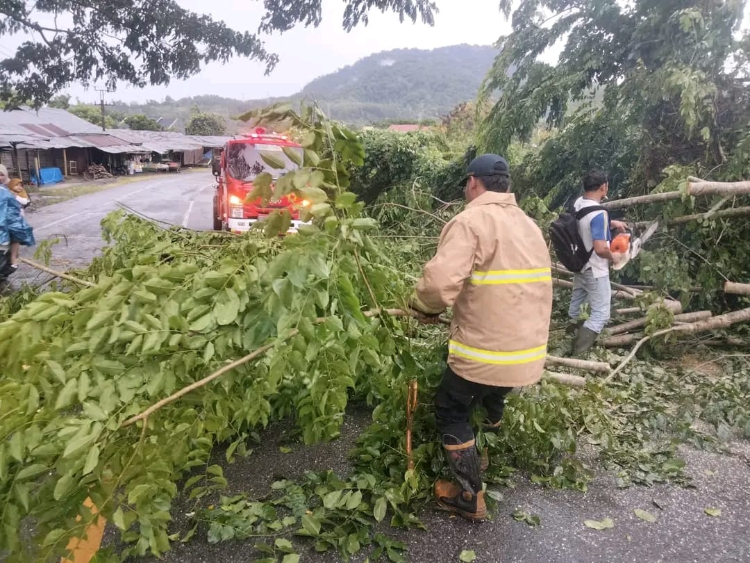 Pohon tumbang akibat angin kencang di Gampong Lampisang (Jln. Lintas Nasional Banda Aceh Medan) Kecamatan Seulimuem, Aceh Besar, Sabtu (22/6). (Foto: BPBD Aceh Besar)