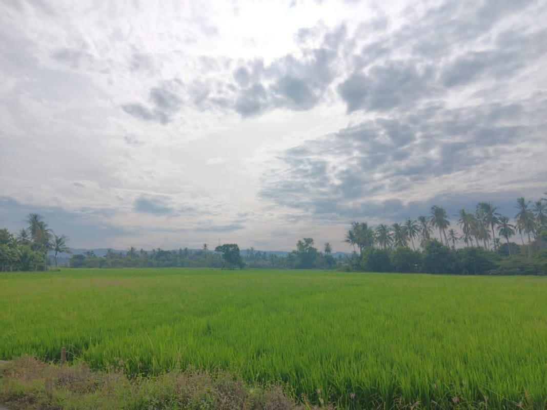 Hamparan padi yang sedang tumbuh di areal persawahan di Gampong Cot Puklat, Kecamatan Blang Bintang. Foto: Istimewa