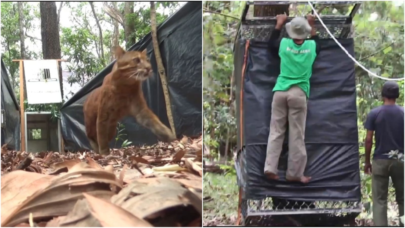Kucing emas dan Owa Siamang sebagai satwa liar dilindungi dilepasliarkan oleh BKSDA Aceh di Taman Wisata Alam Jantho, Rabu (31/7). (Foto: Istimewa)