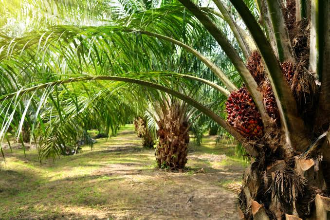Sedikitnya 23 perusahaan perkebunan kelapa sawit yang beroperasi di Aceh dikabarkan tanpa memiliki HGU. Foto: ilustrasi