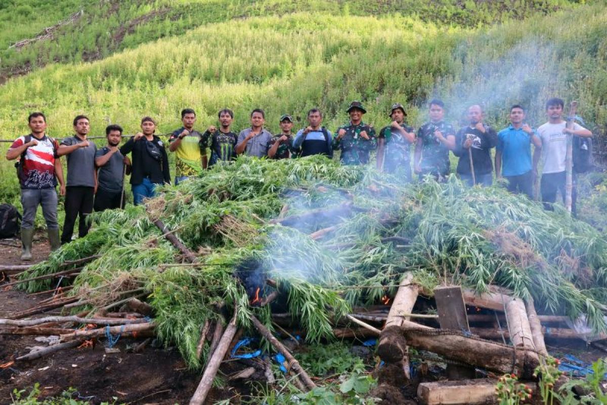 Tim gabungan Kodim 0113/Gayo Lues bersama BNN memusnahkan ladang ganja seluas 3 hektare di kawasan pegunungan Desa Ekan, Kecamatan Pining, Gayo Lues, pada Ahad, 11 Mei 2025.