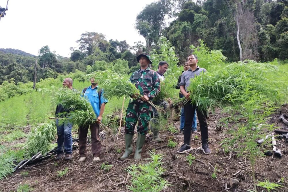 Kodim 0113/Gayo Lues bersama BNNK melaksanakan pemusnahan ladang ganja seluas 3 hektare di kawasan pegunungan Desa Ekan, Kecamatan Pining