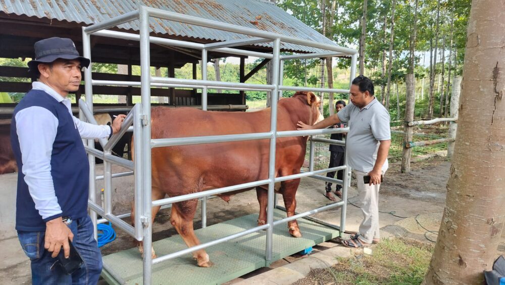 Jenis Hewan Kurban Selain Kambing dan Sapi: Ini Syarat Lengkapnya Menurut Syariat Islam