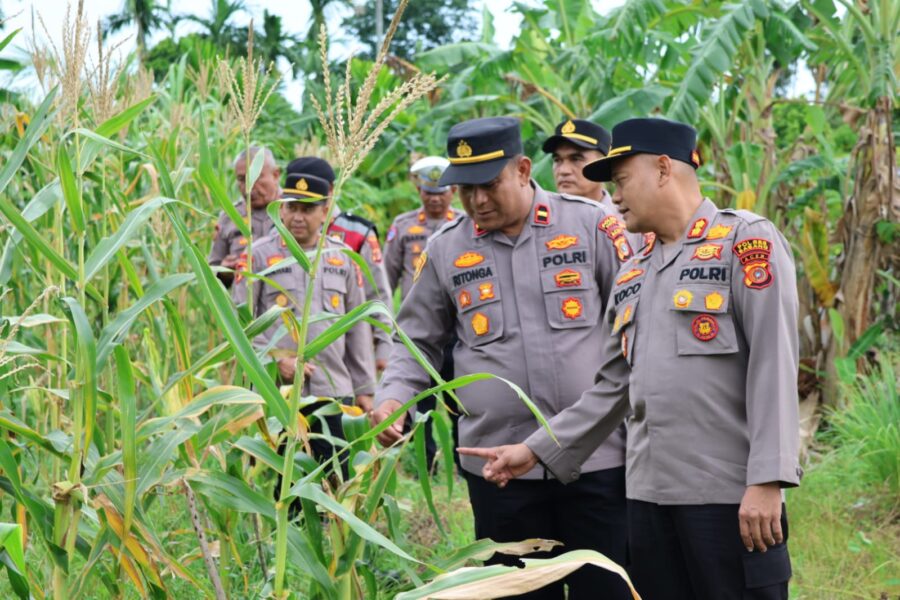 Kapolres Sabang AKBP Sukoco saat menghadiri panen jagung di Gampong Batee Shoek, Kecamatan Sukamakmue, Rabu (14/5). (Foto: Infoaceh.net/Andi Armi)