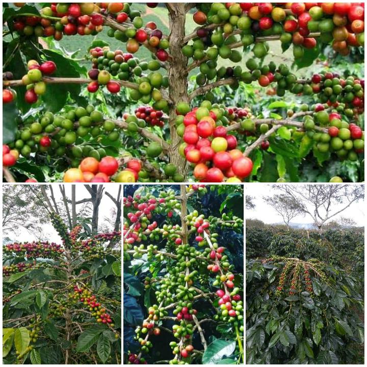 Perlindungan hukum terhadap produk unggulan Kopi Gayo masih lemah