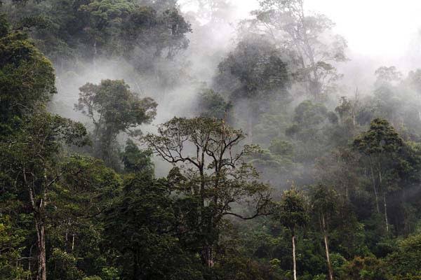 PT Pembangunan Aceh (PEMA) didesak mengambil alih sepenuhnya pengelolaan Kawasan Ekosistem Leuser (KEL) yang memiliki luas lebih dari 1,8 juta hektare