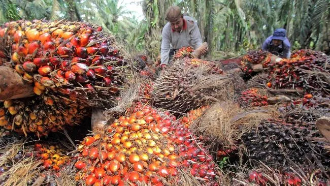 Pemerintah Siapkan Hilirisasi Teknologi Sawit Lewat Skema Bisnis Petani