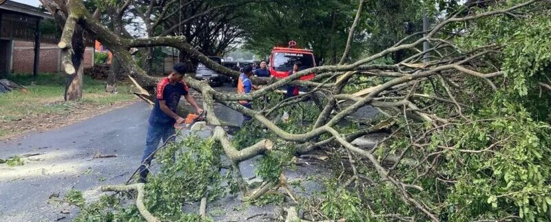 Penanganan pohon tumbang di jalan nasional Banda Aceh-Medan, Gampong Sibreh Keumude I dan Gampong Reuhat Tuha, Kecamatan Suka Makmur, Aceh Besar, Sabtu (7/6). (Foto: Dok. BPBD ACEH BESAR)