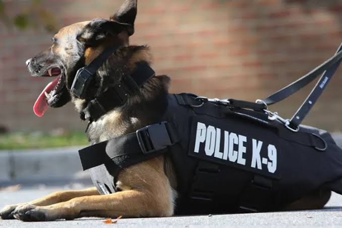 Dua ekor anjing pelacak (K9) dikerahkan oleh Polda Aceh ke Aceh Tenggara untuk mendukung kinerja kepolisian melacak peredaran narkotika. (Foto: Ist)