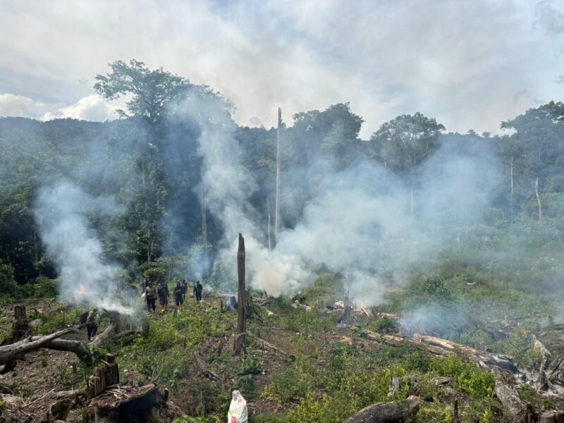 Direktorat Tindak Pidana Narkoba Bareskrim Polri membongkar ladang ganja seluas 25 hektare di Kabupaten Nagan Raya, Aceh. (Foto: For Infoaceh.net)