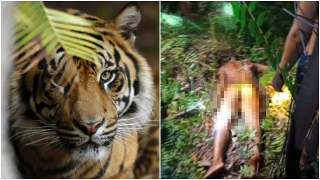 Tragis Operator Alat Berat Tewas Diterkam Harimau Sumatera Saat Buang Air Besar