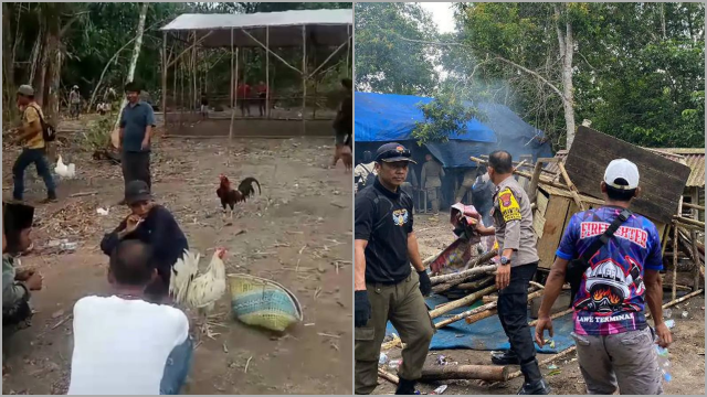 Tak Hanya PSK, Judi Sabung Ayam Juga Muncul di Sekitar IKN