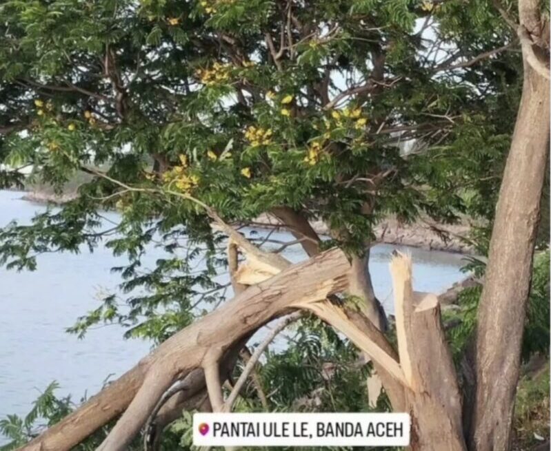 Penebangan satu batang pohon Jeju (soga) di kawasan wisata Pantai Ulee Lheue memantik amarah dan keprihatinan warga kota Banda Aceh. (Foto: Ist)