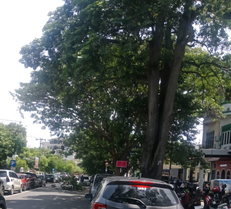 Sejumlah pohon besar dan ranting tua di Banda Aceh dilaporkan patah dan tumbang, menutup badan jalan, menghambat lalu lintas, serta membahayakan keselamatan pengguna jalan akibat angin kencang.