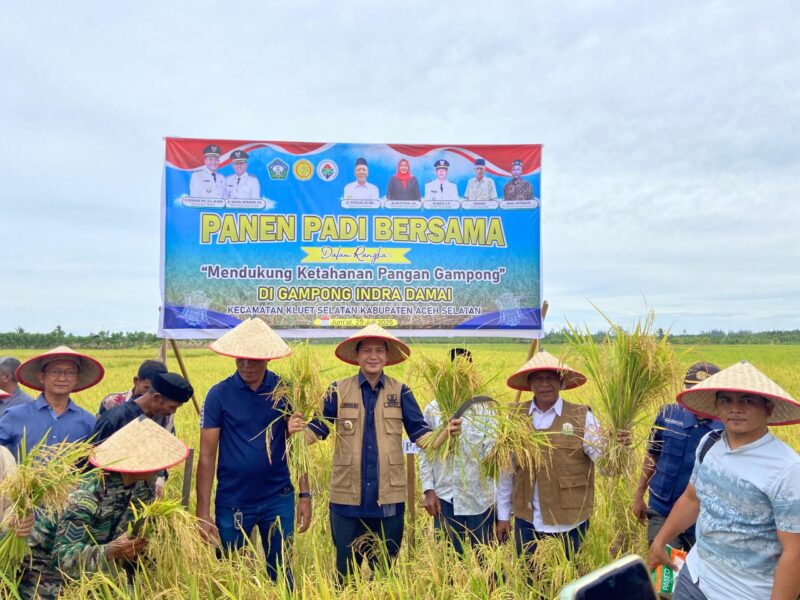 Bupati Aceh Selatan Mirwan MS turun ke sawah dalam rangka panen padi bersama di Gampong Indra Damai kecamatan Kluet Selatan, Jum'at, 25 Juli 2025. (Foto: Ist)