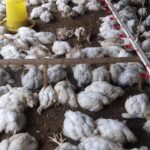 18 ribu ekor ayam broiler siap panen milik peternak di Gampong Blang Raja, Kecamatan Babahrot, Abdya mati kepanasan akibat listrik padam tiga hari. (Foto: Ist)