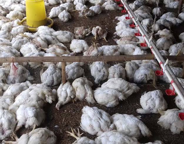 18 ribu ekor ayam broiler siap panen milik peternak di Gampong Blang Raja, Kecamatan Babahrot, Abdya mati kepanasan akibat listrik padam tiga hari. (Foto: Ist)