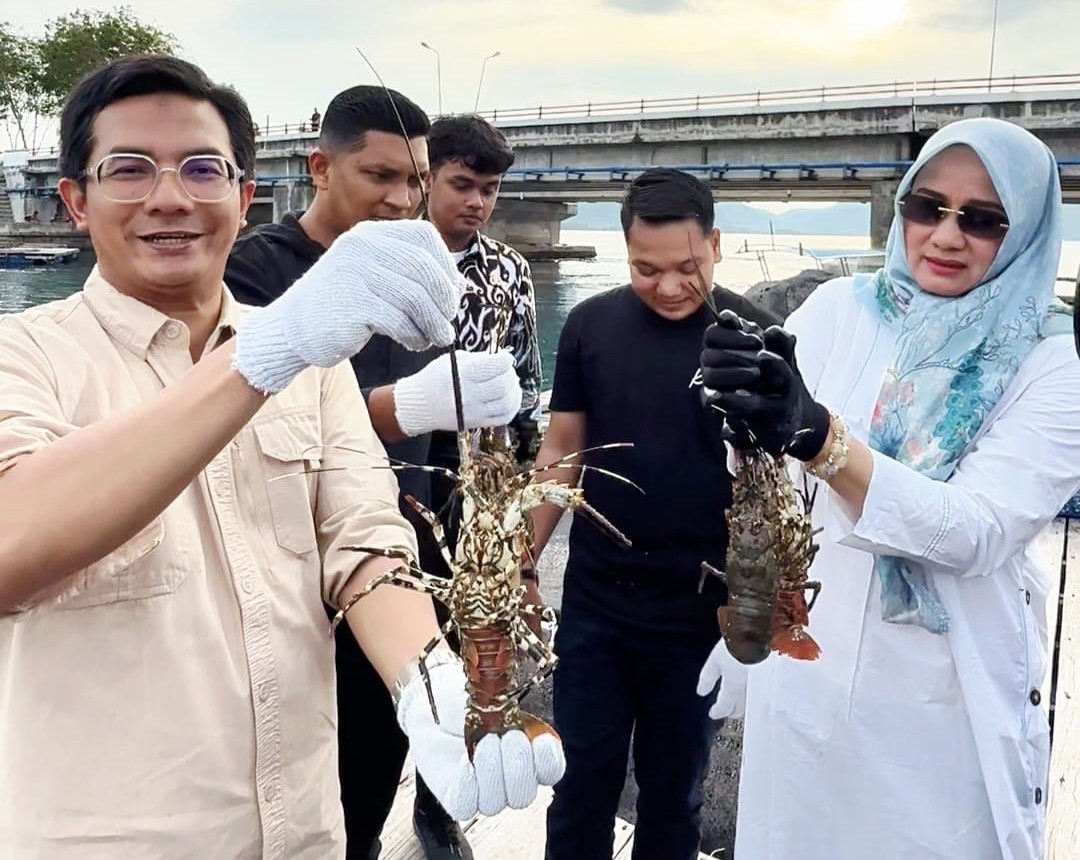 Ketua DPRK Banda Aceh, Irwansyah ST melakukan panen lobster di Keramba Jaring Apung, Ulee Lheue, Kamis sore (16/10). (Foto: Ist)