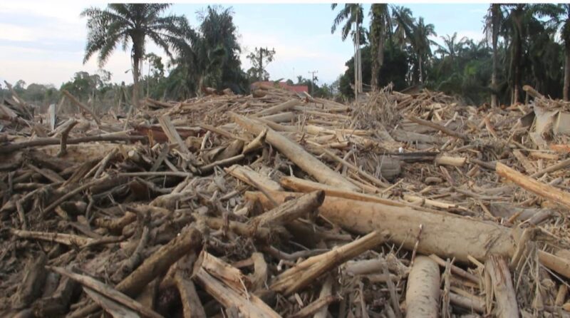 Pemerintah Aceh mengeluarkan imbauan keras terkait larangan mengambil kayu yang berserakan di kawasan bencana banjir bandang dan longsor yang melanda 18 kabupaten/kota di Aceh. (Foto: Ist)