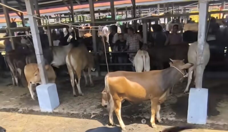 Pasar Hewan Sibreh, Aceh Besar kembali beroperasi, Senin (5/1) setelah renovasi. (Foto: Ist)