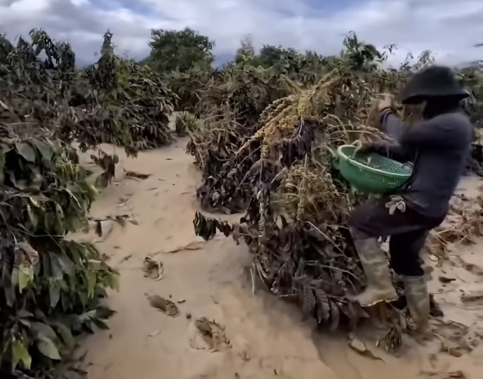12.638 Hektare Kebun Kopi di Aceh Tengah Rusak Akibat Banjir-Longsor