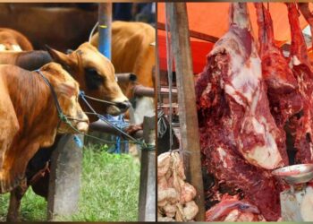 Bantuan dana pembelian sapi meugang menyambut puasa Ramadan 1447 Hijriah bagi masyarakat terdampak bencana di Aceh dari Presiden Prabowo Subianto telah ditransfer Rp72,75 miliar. (Foto: Ist)