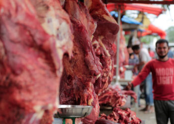 19 pemerintah daerah di Aceh belum merealisasikan pembelian sapi meugang bantuan Presiden karena masih menunggu petunjuk teknis (juknis) dari Kemendagri. (Foto: Ist)