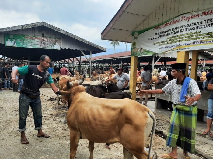 Pasar Hewan Sibreh Kecamatan Sukamakmur, Aceh Besar telah kembali beroperasi, Rabu (15/2)