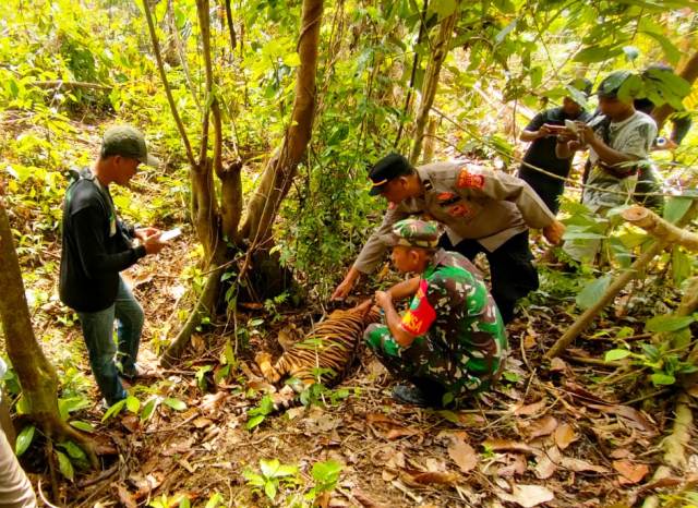 Seekor anak Harimau Sumatera (Panthera Tigris Sumatrae) ditemukan mati di kebun warga di Desa Peunaron Lama, Kecamatan Peunaron, Aceh Timur, Rabu (22/2)