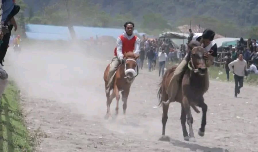 Sebanyak 288 ekor kuda dari lima kabupaten mengikuti Pacuan Kuda Tradisional Gayo dalam rangka memeriahkan HUT ke-446 Kota Takengon Tahun 2023