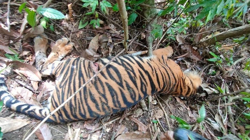 FJL Aceh meminta polisi agar mempertimbangkan aspek kemanusiaan dalam penanganan kasus pemilik ternak racun Harimau di Aceh Timur