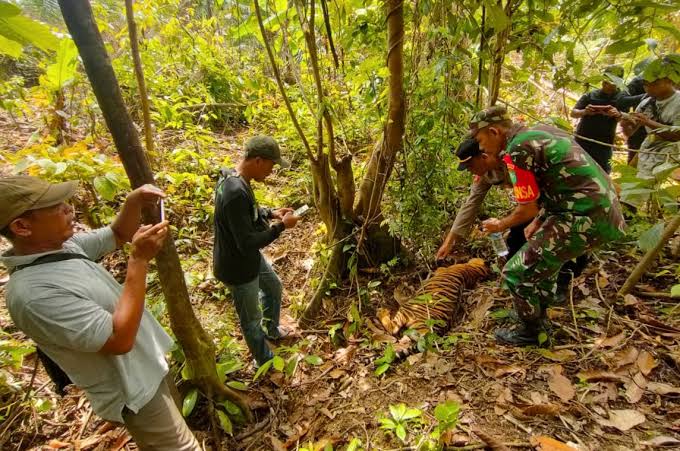 Pihak kepolisian diminta menangani dan menyelesaikan kasus peternak kambing yang meracuni Harimau di Kabupaten Aceh Timur lewat Restorative Justice atau keadilan restoratif