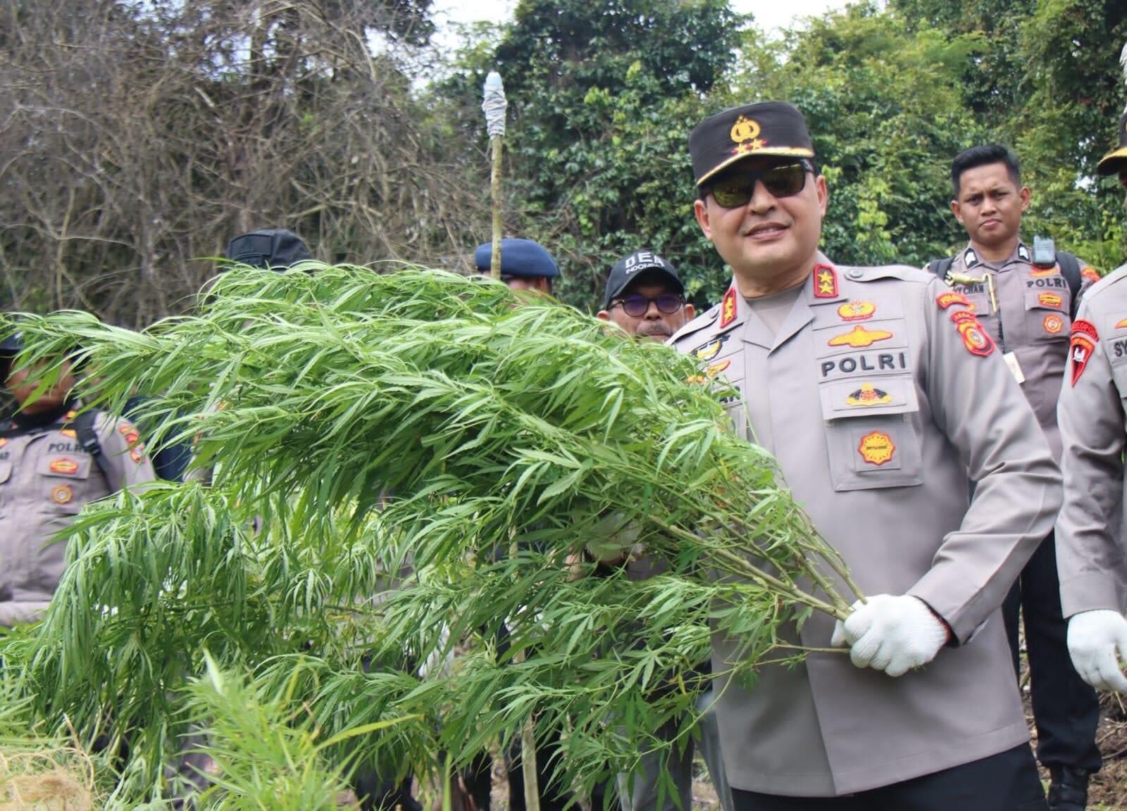 Kapolda Aceh Irjen Pol Ahmad Haydar saat pemusnahan ladang ganja di Aceh Besar, Rabu (8/3)
