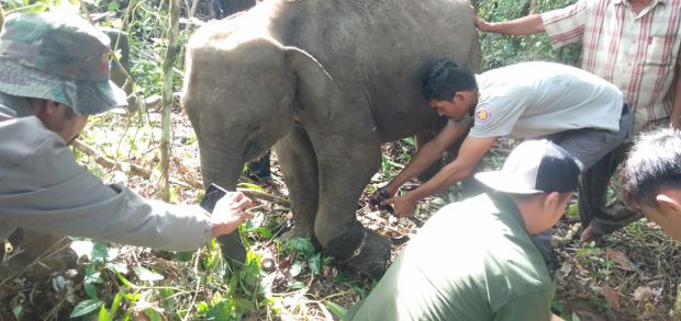 Gajah usia 4 tahun yang mengalami luka akibat terkena jerat Rusa di hutan Karang Ampar, Kecamatan Ketol, Aceh Tengah sebelum dilepasliarkan mendapat perawatan dari BKSDA