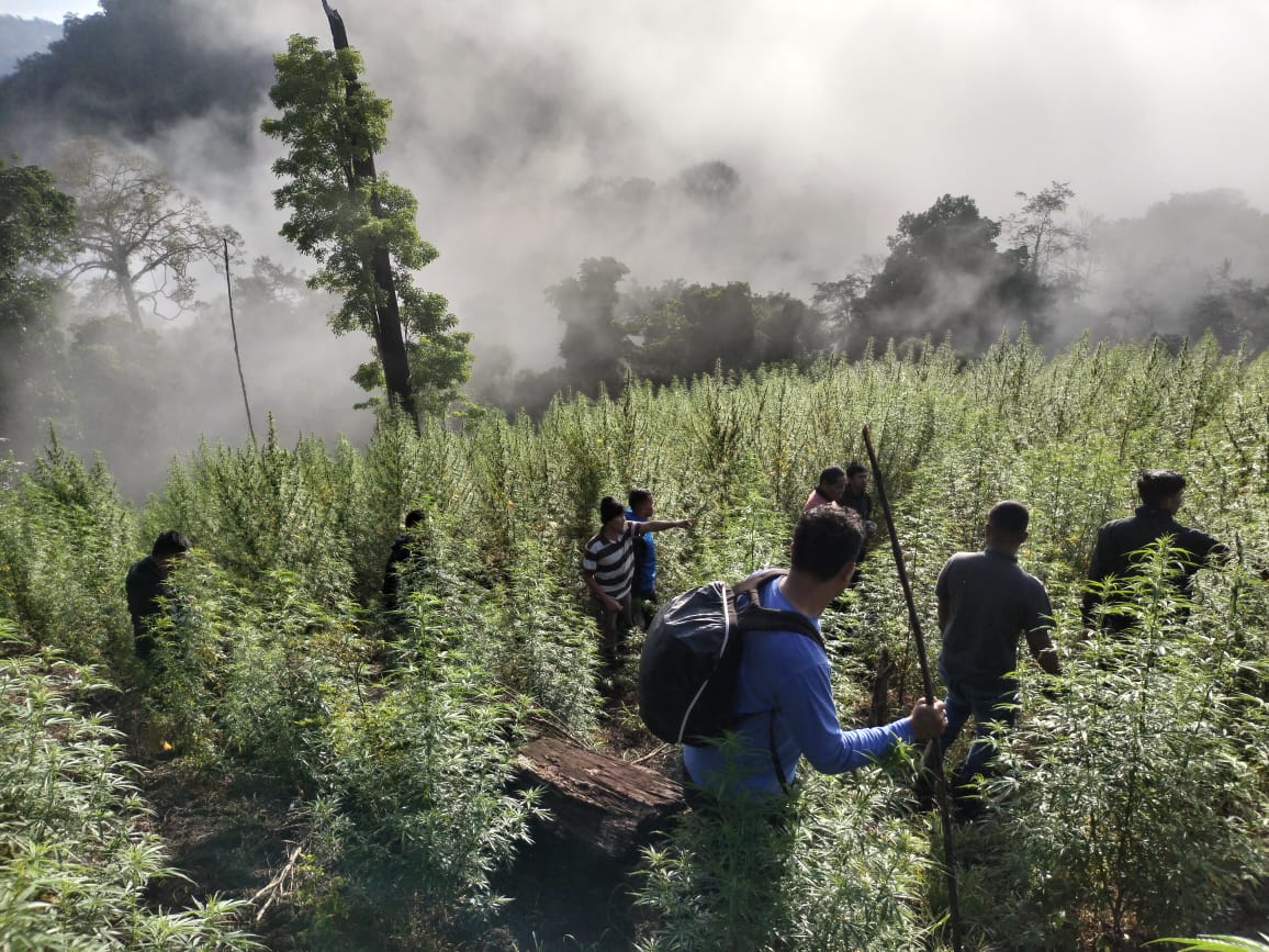 Tim gabungan TNI menemukan 8,9 hektar ladang ganja yang tersebar di tiga titik di kawasan hutan lindung Beutong Ateuh Banggala, Nagan Raya