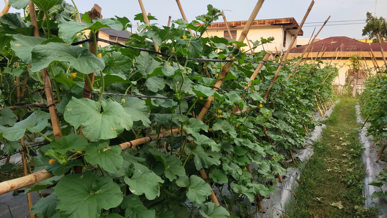 Salah satu personel Polda Aceh Aipda Samsul memanfaatkan waktu luang di luar jam dinasnya untuk bertani melon