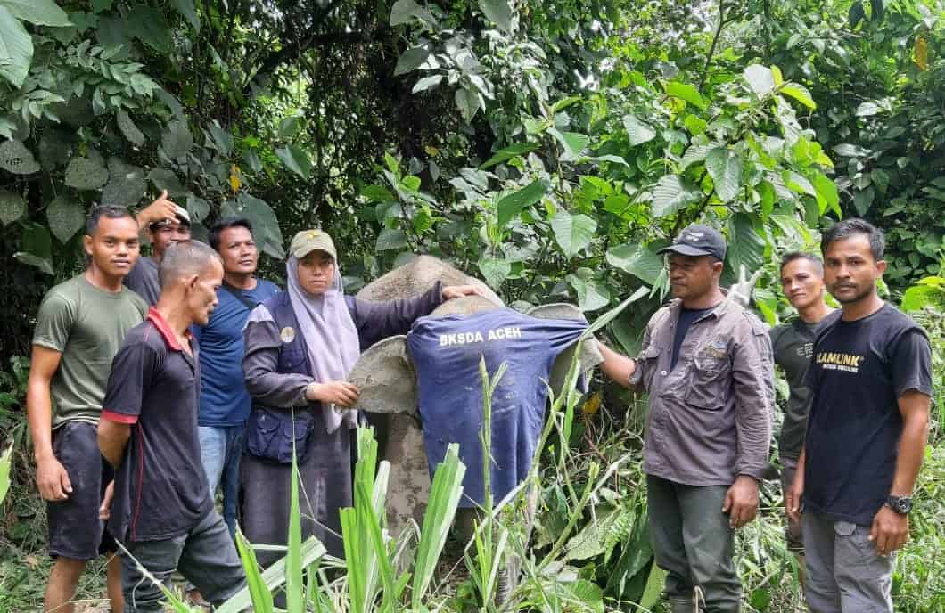 Seekor anak Gajah Sumatera terkena jerat di kawasan Areal Penggunaan Lain (APL) wilayah Desa Panggong Kecamatan Krueng Sabee Aceh Jaya, Jumat (19/5)
