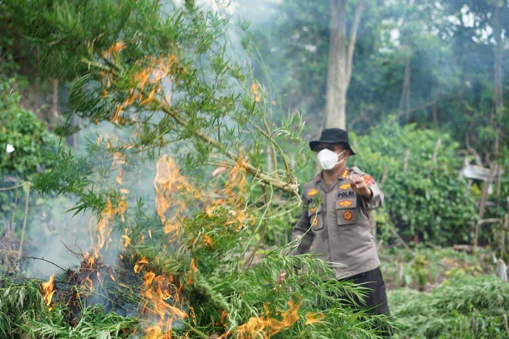 Pemusnahan setengah hektar ladang ganja di Lamteuba, Aceh Besar oleh Satresnarkoba Polresta Banda Aceh