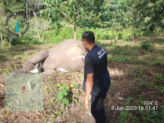 Seekor gajah liar betina ditemukan mati di perkebunan warga Desa Karang Ampar, Kecamatan Ketol, Aceh Tengah, Jum'at (9/6/2023)