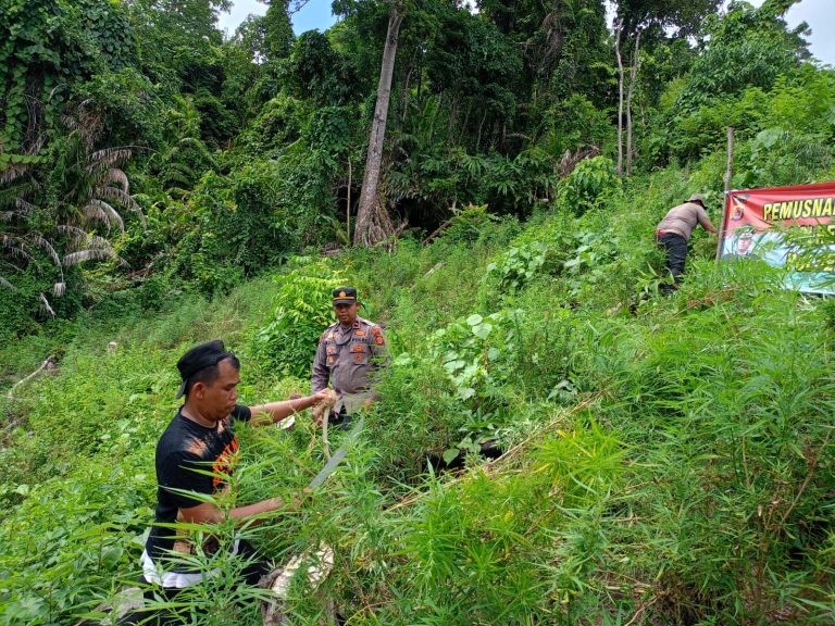 Personel Polsek Pulo Aceh memusnahkan ladang ganja seluas 4 hektar di pegunungan Desa Rinon Kecamatan Pulo Aceh, Aceh Besar pada Jum’at (23/6/2023)
