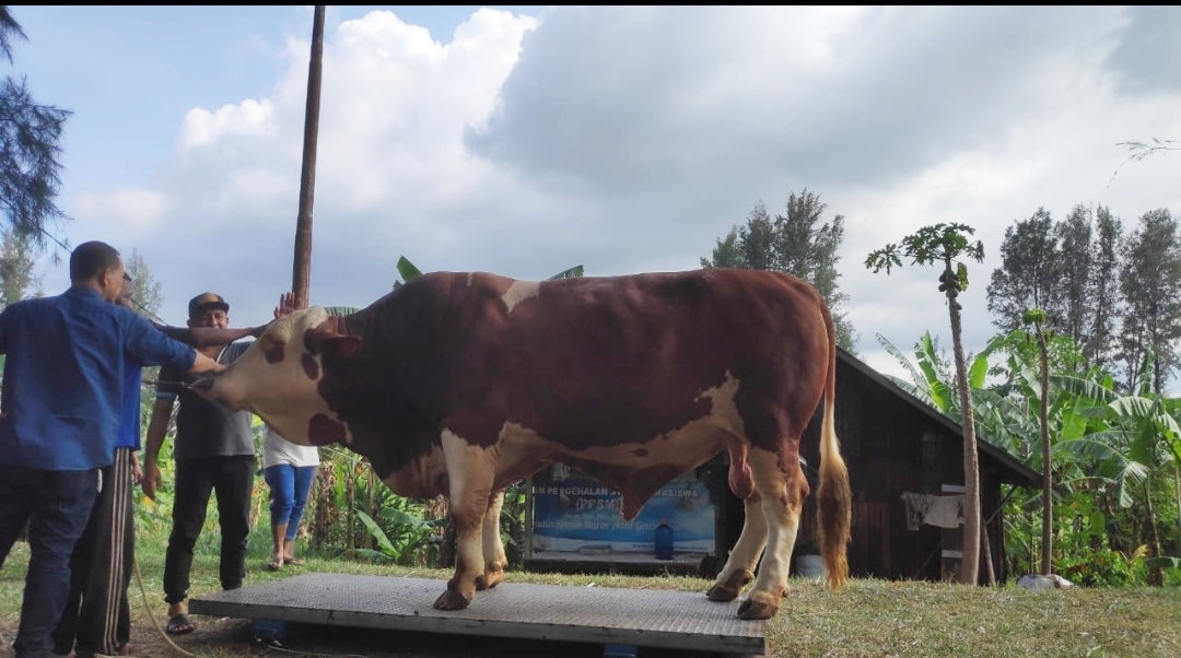 Sapi kurban Presiden Jokowi untuk masyarakat Provinsi Aceh dengan berat 1,1 ton, yang akan disembelih pada Hari Raya Idul Adha 1444 Hijriah