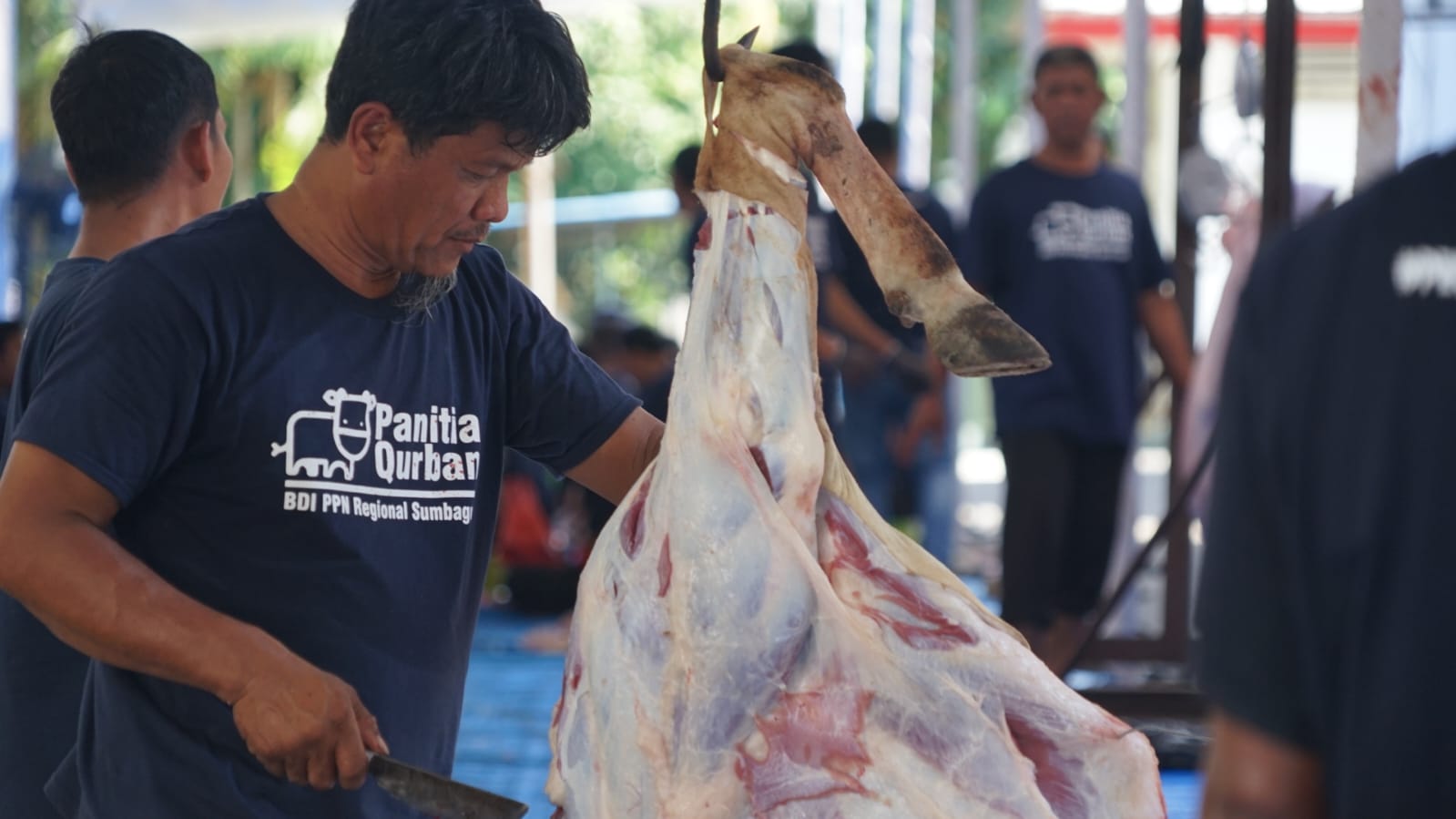 Pertamina Patra Niaga Sumbagut menyalurkan hewan kurban sebanyak 87 ekor, yang terdiri atas 47 ekor sapi dan 40 ekor kambing di Aceh, Sumut dan Sumbar